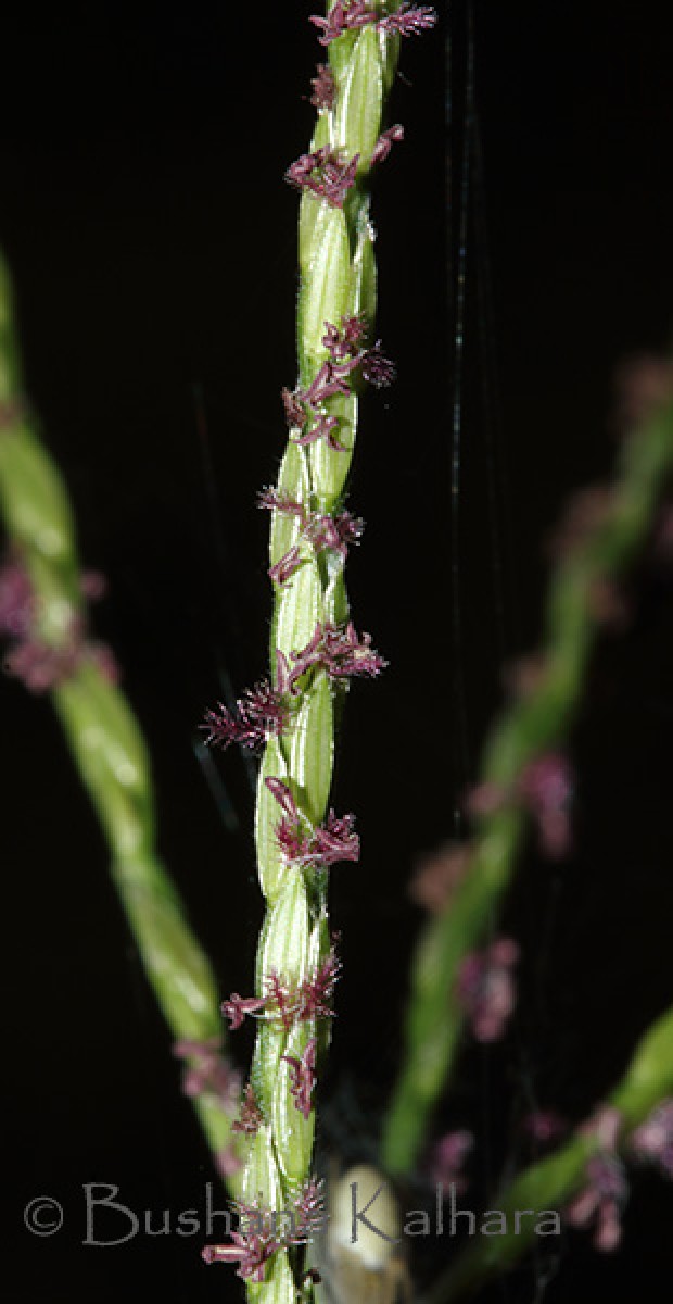 Digitaria ciliaris (Retz.) Koeler